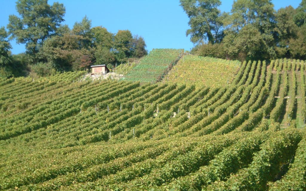 La présentation du vignoble – Château de Boudry